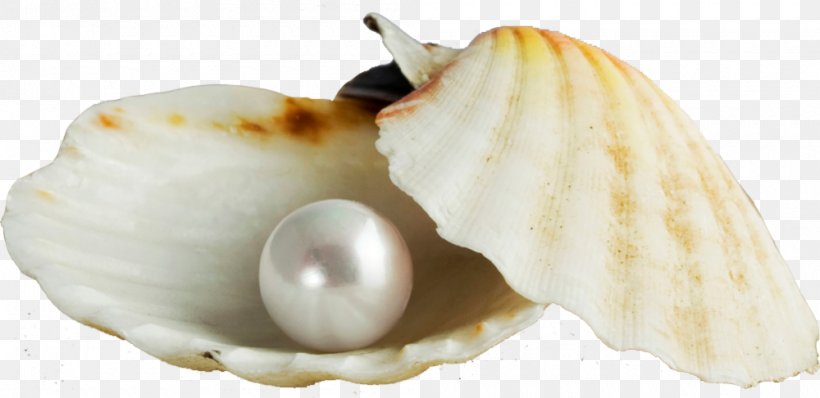 Pearl Seashell Earring Gemstone, PNG, 1000x486px, Pearl, Clam, Clams Oysters Mussels And Scallops, Cockle, Conch Download Free