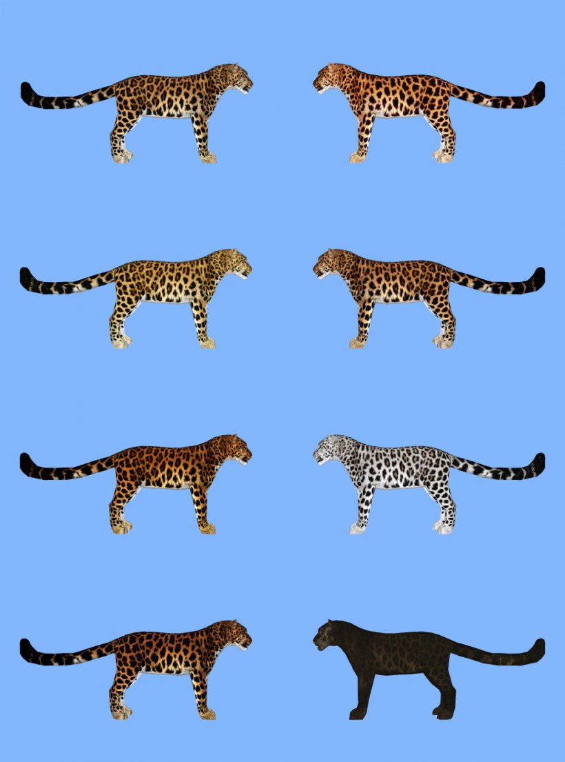 Zoo Tycoon 2: Endangered Species Amur Leopard, PNG, 1186x1599px, Zoo Tycoon 2 Endangered Species, Amur Leopard, Animal, Animal Figure, Big Cats Download Free
