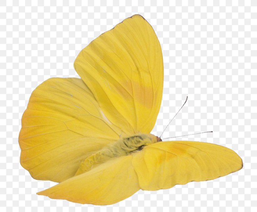 Butterfly Insect Cloudless Sulphur Yellow Image, PNG, 800x677px, Butterfly, Andy Warhol, Arna, Brimstones, Clouded Yellow Download Free