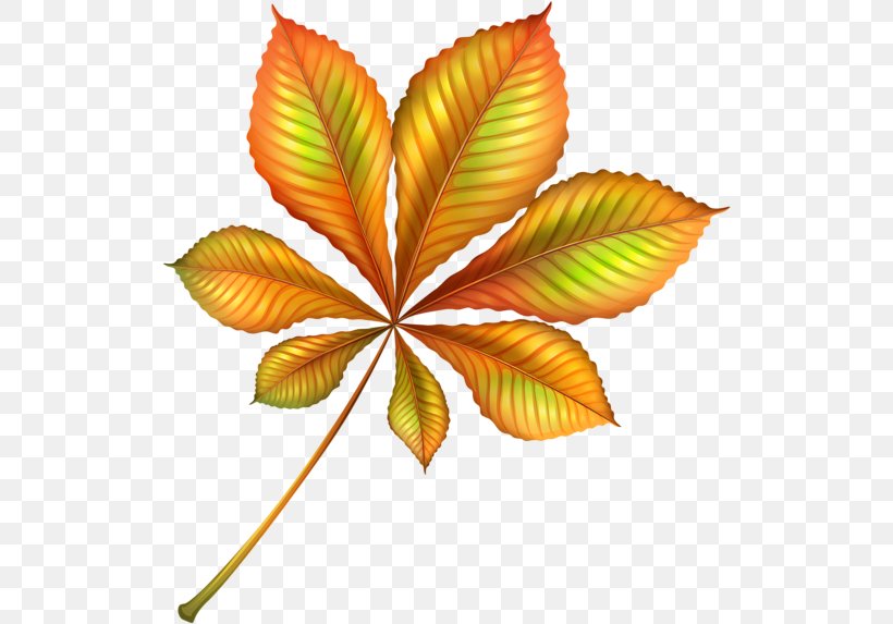 Clip Art Autumn Leaf Color Image, PNG, 523x573px, Leaf, Autumn, Autumn Leaf Color, Botany, Fall Leaves Fall Leaves Download Free