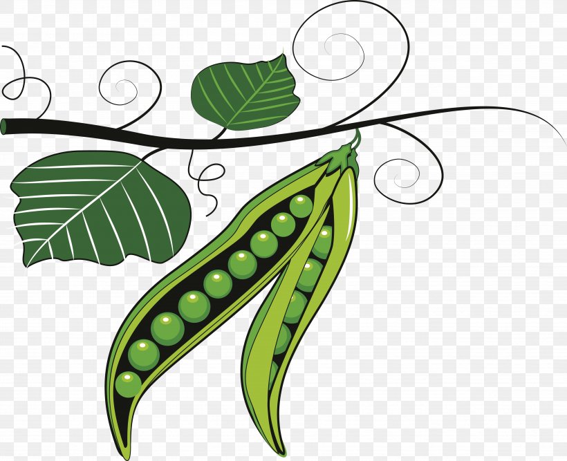 Fruit Pea Pulse Clip Art, PNG, 4842x3940px, Fruit, Flowering Plant, Food, Green, Leaf Download Free