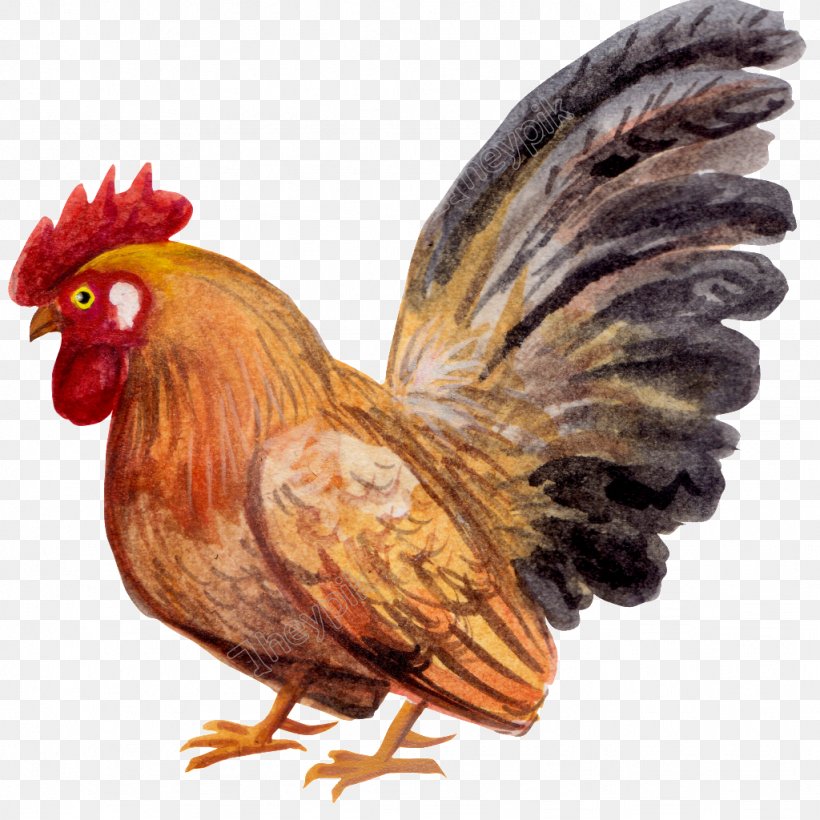 Rooster Image Transparency Clip Art, PNG, 1024x1024px, Rooster, Beak, Bird, Chicken, Chicken As Food Download Free
