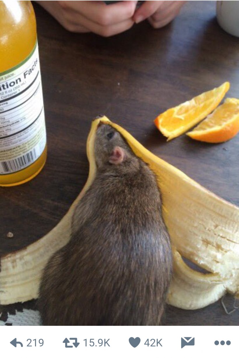 Rat Mouse Banana Peel Rodent, PNG, 1011x1512px, Rat, Banana, Banana Peel, Cats And The Internet, Dumbo Download Free