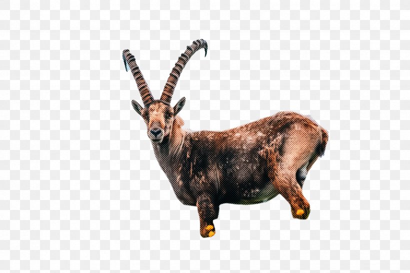 Reindeer, PNG, 2448x1632px, Horn, Animal Figure, Antelope, Cowgoat Family, Goat Download Free