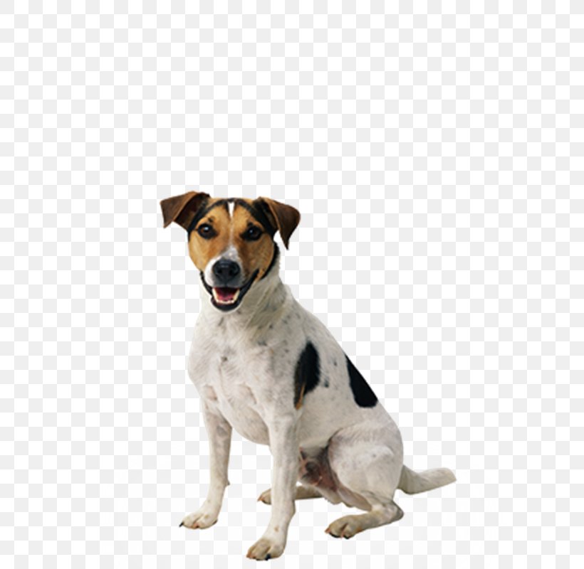Dog Puppy Cat Pet, PNG, 800x800px, Dog, Carnivoran, Cat, Collar, Companion Dog Download Free