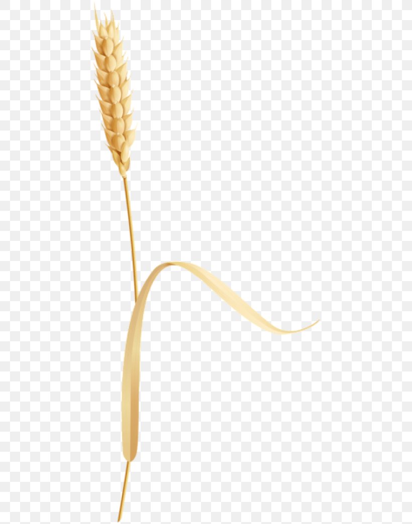 Grasses Commodity Flower Plant Stem, PNG, 480x1044px, Grasses, Commodity, Flower, Flowering Plant, Grass Family Download Free