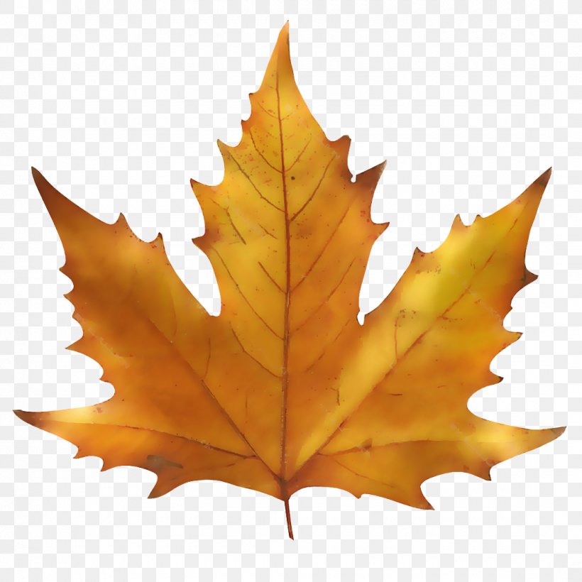 Maple Leaf Autumn Leaf Color, PNG, 1080x1080px, Maple Leaf, Autumn, Autumn Leaf Color, Bigleaf Maple, Book Download Free