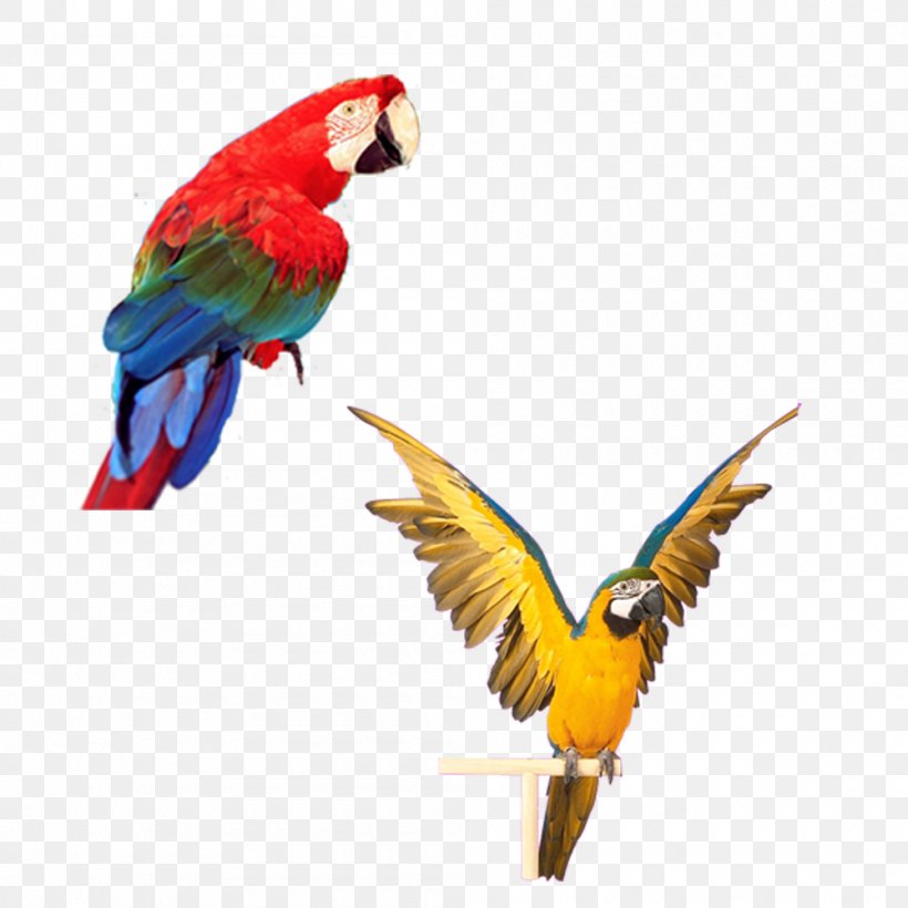 Parrot Bird Computer File, PNG, 1000x1000px, Parrot, Beak, Bird, Com File, Common Pet Parakeet Download Free