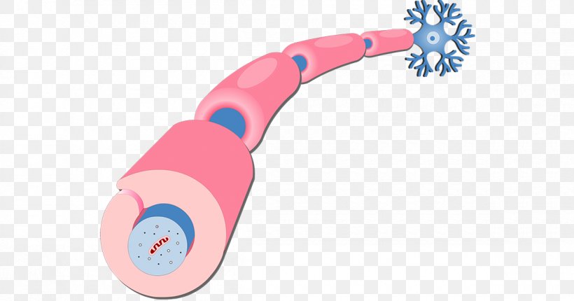 Schwann Cell Myelin Axon Neurilemma Neuron, PNG, 1200x630px, Schwann Cell, Axon, Bipolar Neuron, Brush, Cell Download Free