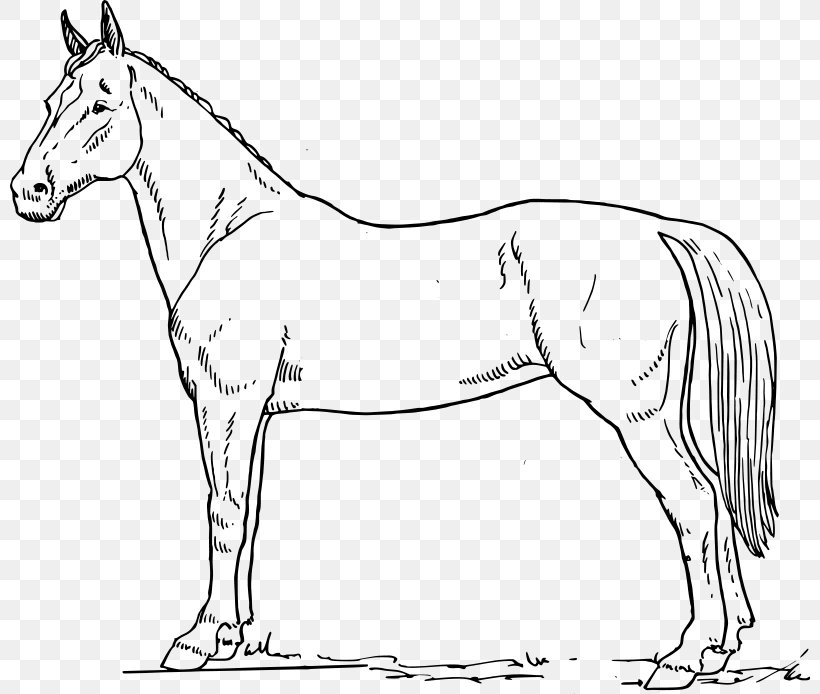 Tennessee Walking Horse Drawing Black And White Clip Art, PNG ...