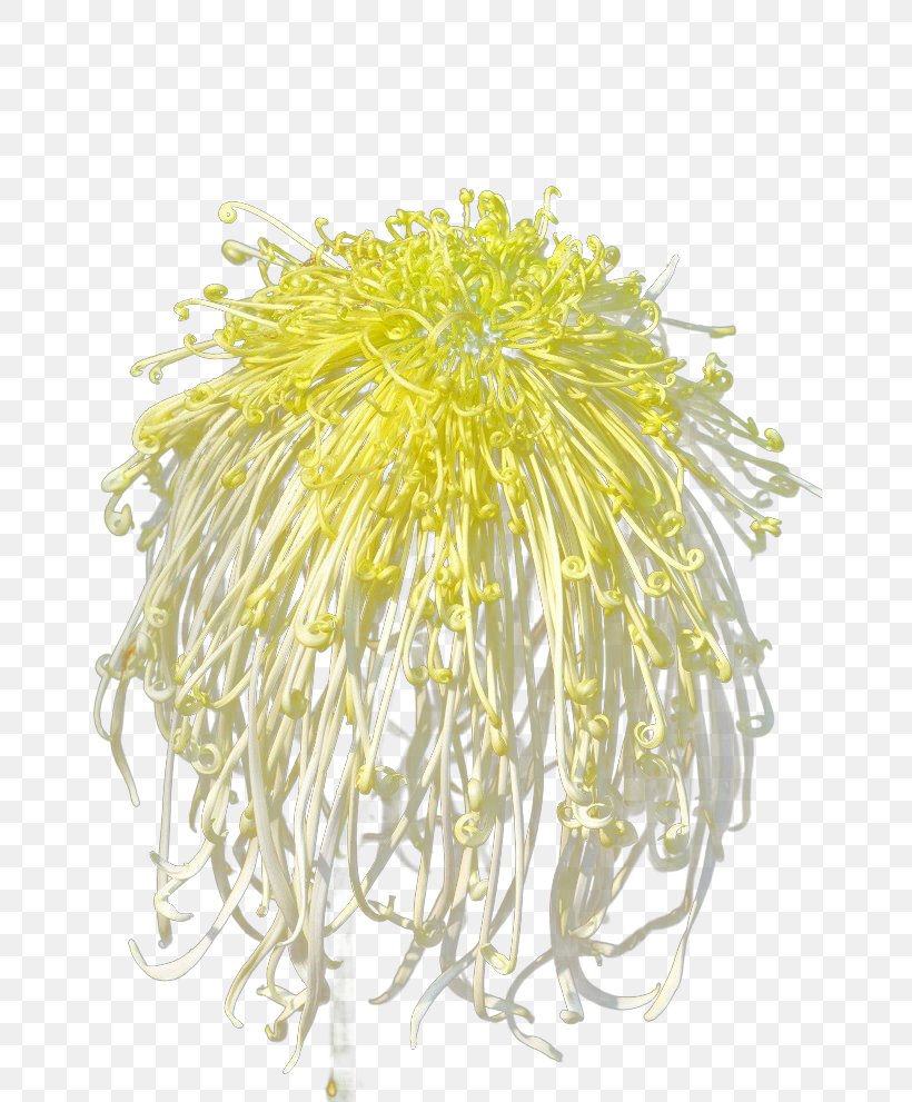 Chrysanthemum Xd7grandiflorum Yellow Flower Floral Design, PNG, 658x991px, Chrysanthemum Xd7grandiflorum, Chrysanthemum, Chrysanths, Color, Cut Flowers Download Free