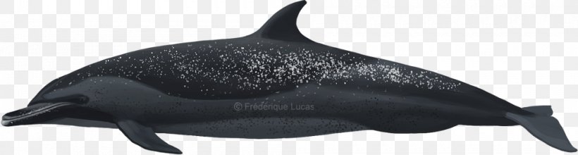 Common Bottlenose Dolphin Rough-toothed Dolphin Tucuxi Pantropical Spotted Dolphin, PNG, 1000x269px, Common Bottlenose Dolphin, Animal, Animal Figure, Atlantic Spotted Dolphin, Black And White Download Free