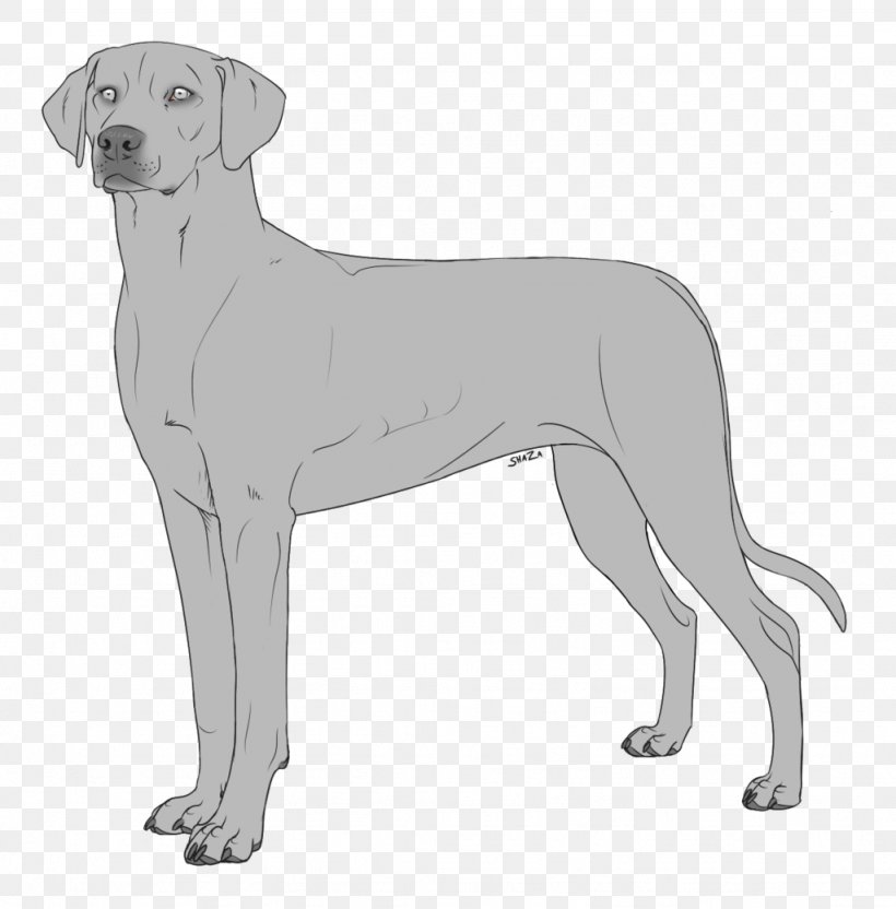 Labrador Retriever Great Dane Dog Breed Companion Dog, PNG, 1024x1039px, Labrador Retriever, Breed, Carnivoran, Companion Dog, Dog Download Free