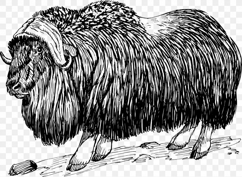 Muskox Clip Art, PNG, 2377x1743px, Muskox, Black And White, Carnivoran, Cattle Like Mammal, Drawing Download Free