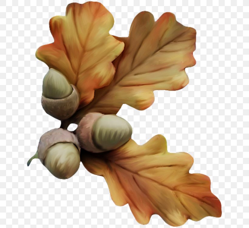 Acorn Drawing Clip Art, PNG, 650x751px, Acorn, Auglis, Autumn, Drawing, Flower Download Free
