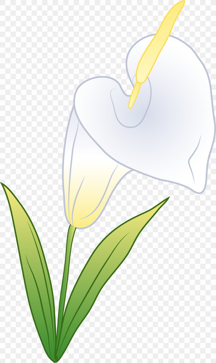 Arum Flowering Plant Clip Art, PNG, 3809x6394px, Arum, Alismatales, Arum Family, Arum Lilies, Calas Download Free