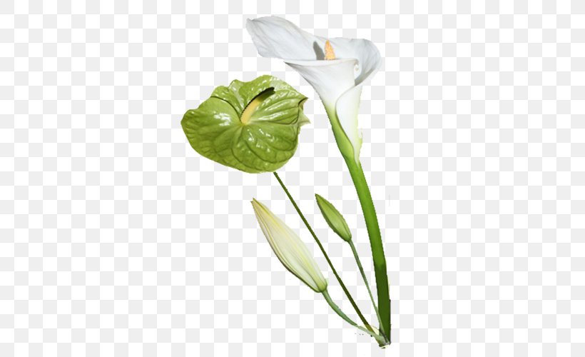 Cut Flowers Image Arum Lilies, PNG, 500x500px, Cut Flowers, Alismatales, Arum, Arum Family, Arum Lilies Download Free