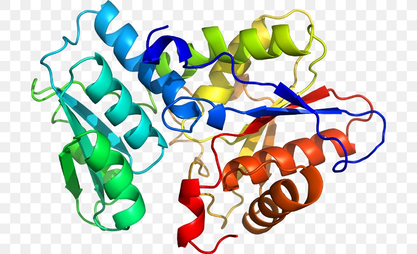 Enzyme Tryptophan Synthase Urease Protein Subunit Pyridoxal Phosphate, PNG, 698x500px, Enzyme, Area, Artwork, Domain Name, Organism Download Free