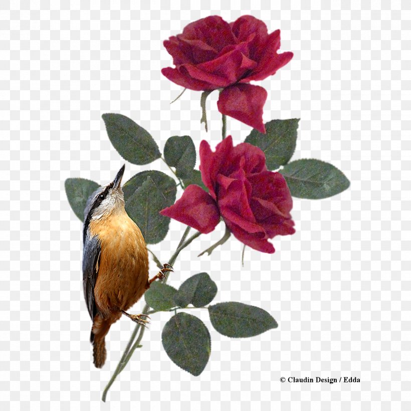 Garden Roses Cabbage Rose Cut Flowers, PNG, 1300x1300px, Garden Roses, Art, Bird, Blume, Branch Download Free