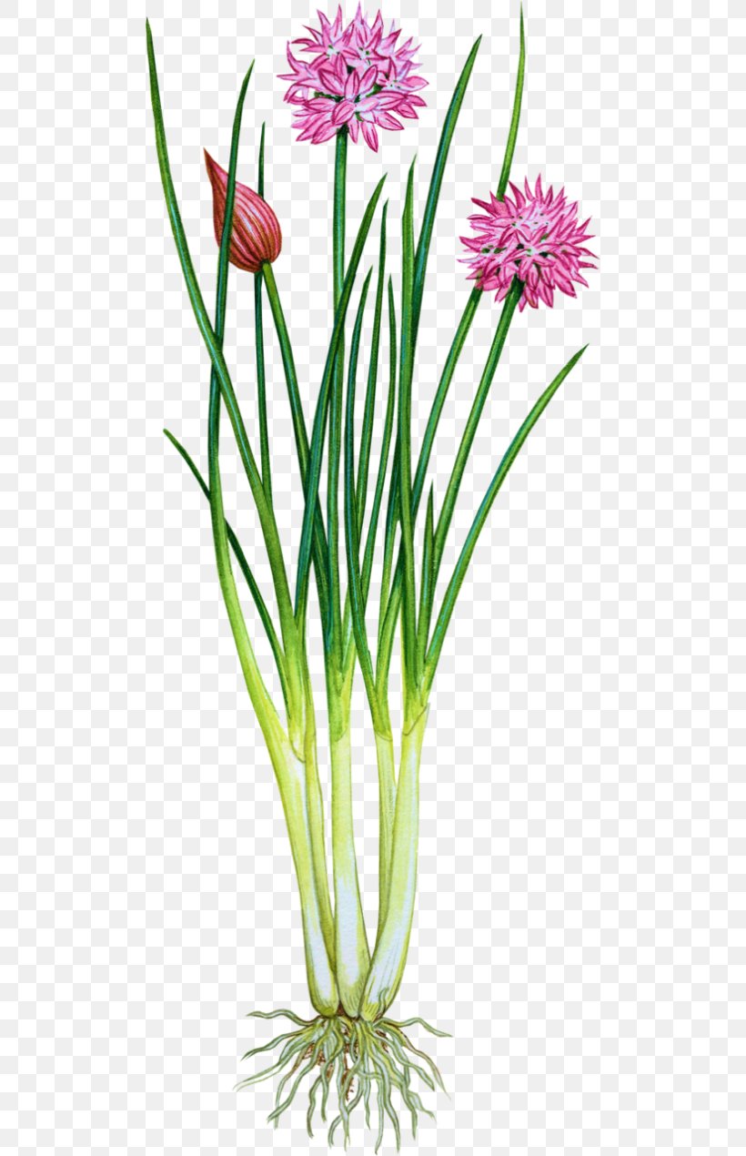 Garlic Chives Herb Plants Onion, PNG, 500x1270px, Chives, Allium, Amaryllis Family, Botany, Cut Flowers Download Free