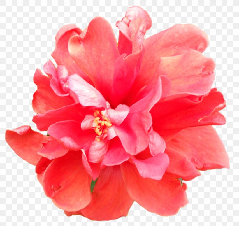 Hibiscus Peony Camellia Chinese Cuisine Herbaceous Plant, PNG, 990x936px, Hibiscus, Camellia, China Rose, Chinese Cuisine, Flower Download Free