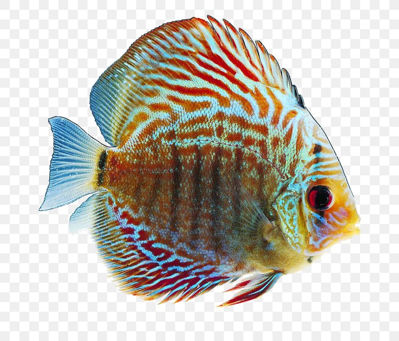Tropical Fish Goldfish Desktop Wallpaper, PNG, 700x700px, Fish, Color, Coral Reef Fish, Drawing, Fauna Download Free