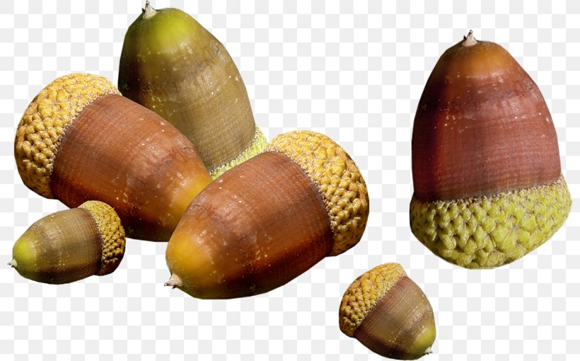 Acorn Oak Clip Art, PNG, 800x510px, Acorn, Auglis, Chestnut, Commodity, Food Download Free