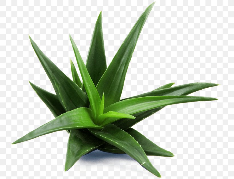 Aloe Vera Medicinal Plants Skin Care Candelabra Aloe, PNG, 755x629px, Aloe Vera, Agave, Agave Azul, Aloe, Aloin Download Free