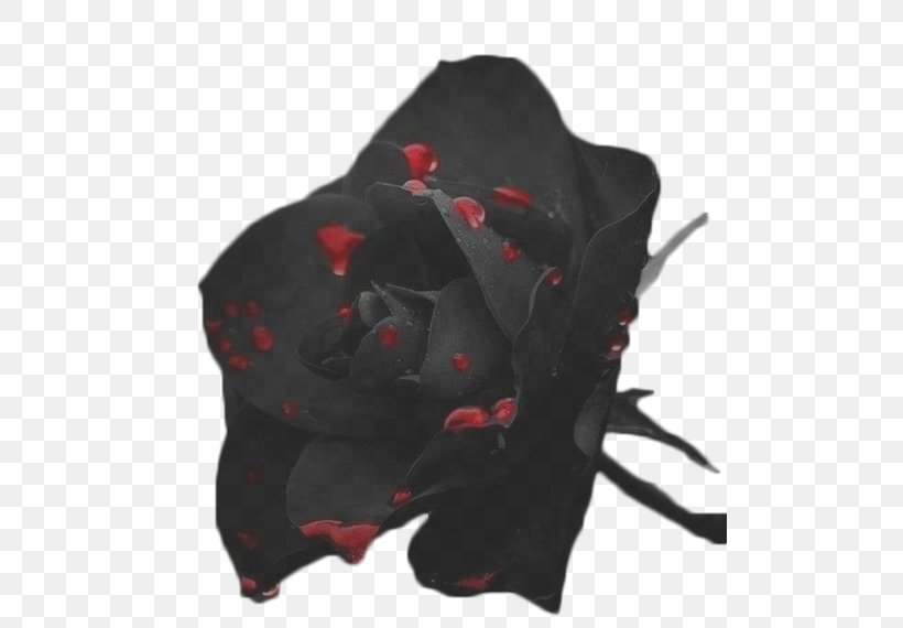Black Rose Black Rose Flower Red, PNG, 500x570px, Black, Black And White, Black Rose, Color, Darkness Download Free