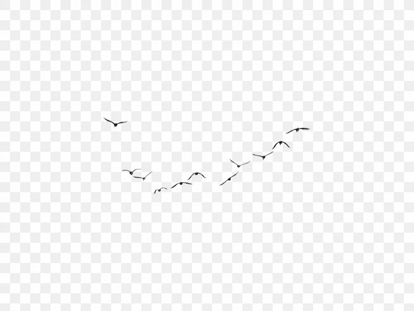 Bird Migration Wing Flock White, PNG, 1600x1200px, Bird Migration, Animal Migration, Area, Beak, Bird Download Free