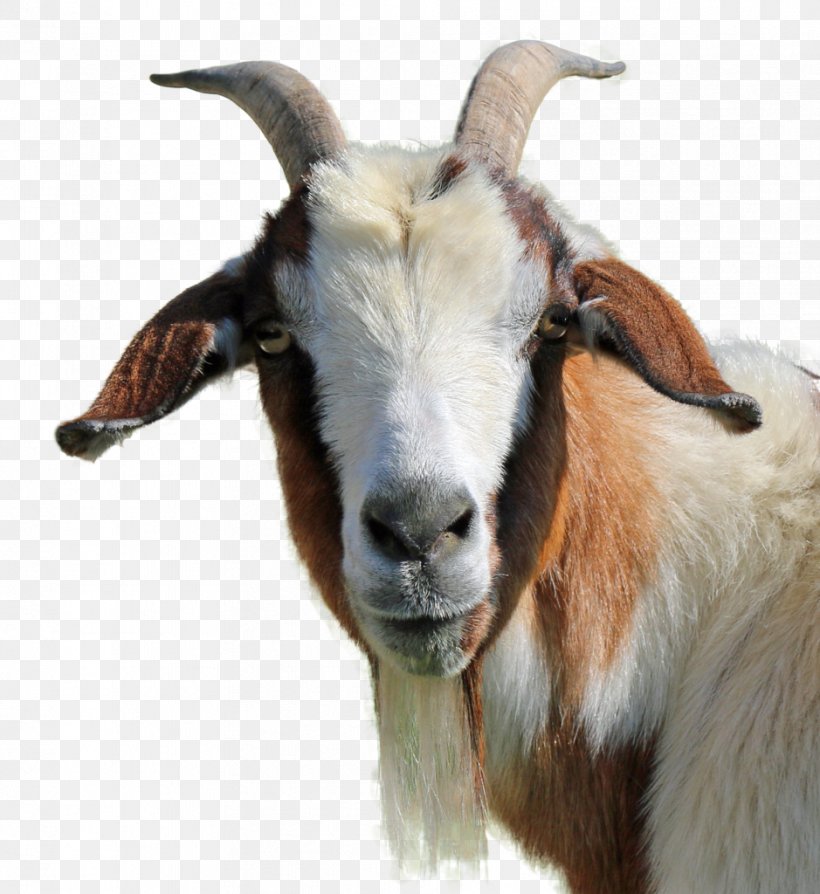 Feral Goat Livestock, PNG, 939x1024px, Goat, Caprinae, Computer Graphics, Copying, Cow Goat Family Download Free