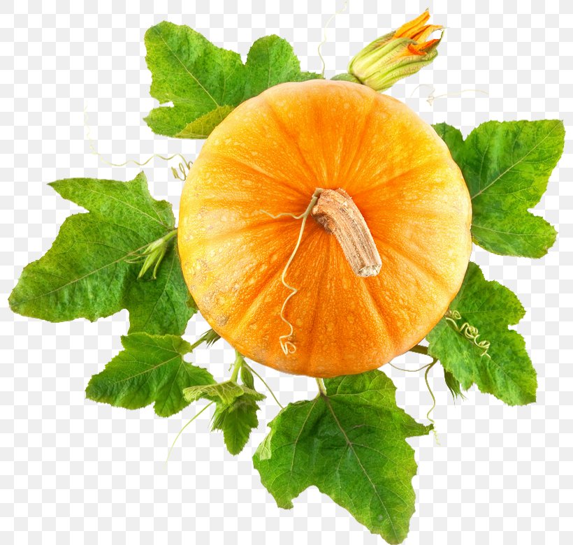 Pumpkin Pie Food Vegetable, PNG, 800x780px, Pumpkin Pie, Calabaza, Cucumber Gourd And Melon Family, Cucurbita, Food Download Free