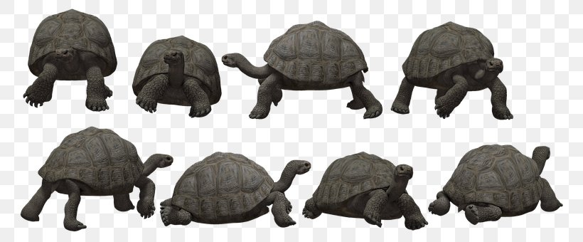 Tortoise Sea Turtle Reptile Animal, PNG, 781x340px, Tortoise, Animal, Animal Figure, Chelonoidis, Common Snapping Turtle Download Free