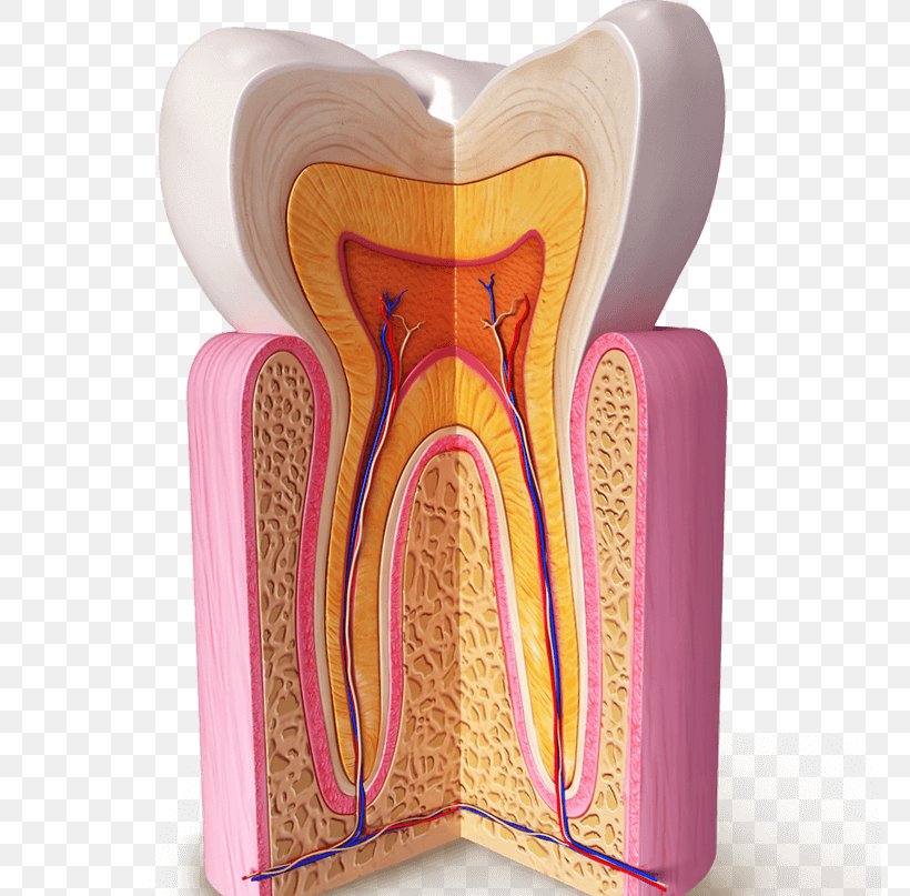 Human Tooth Dental Anatomy Homo Sapiens Dentin, PNG, 768x807px, Watercolor, Cartoon, Flower, Frame, Heart Download Free