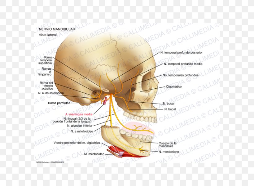 Mandibular Nerve Auriculotemporal Nerve Anatomy Infraorbital Nerve, PNG, 600x600px, Watercolor, Cartoon, Flower, Frame, Heart Download Free