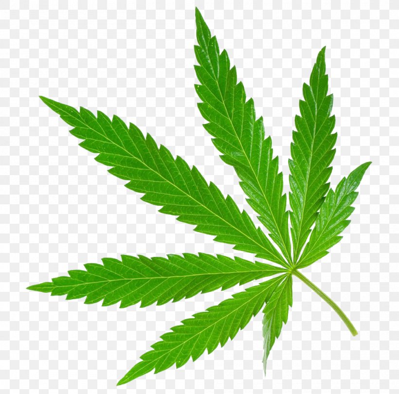 Medical Cannabis Cannabis Sativa, PNG, 1000x988px, Cannabis, Cannabis Cultivation, Cannabis Industry, Cannabis Sativa, Drug Download Free