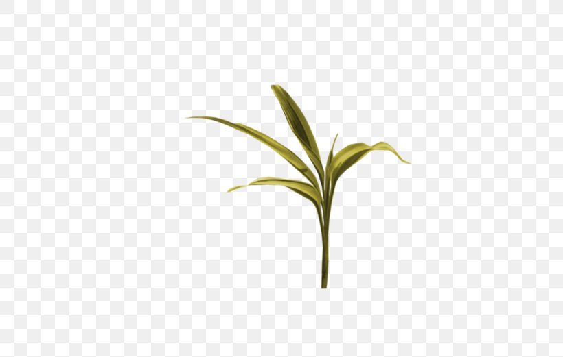 Plant Stem Leaf Flower Grasses, PNG, 600x521px, Plant Stem, Branch, Family, Flower, Grass Download Free