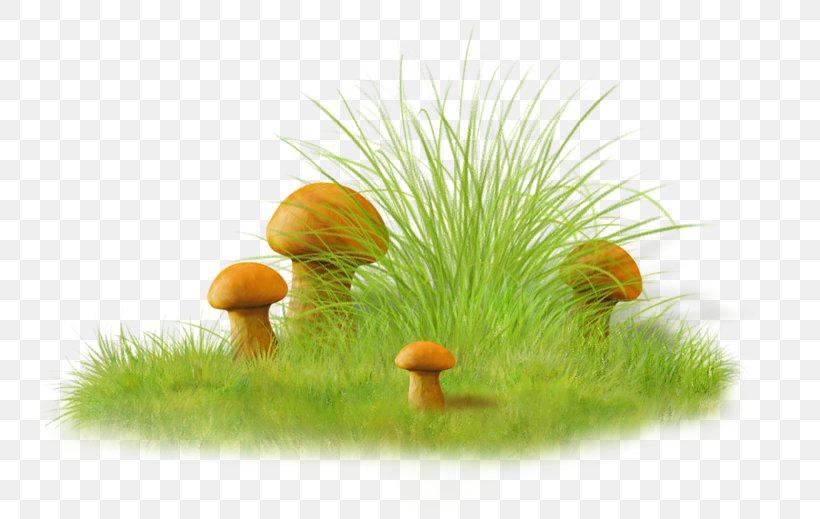 Spring Bulgaria Image Mushroom, PNG, 800x519px, Spring, Bulgaria, Cereal, Food, Grass Download Free