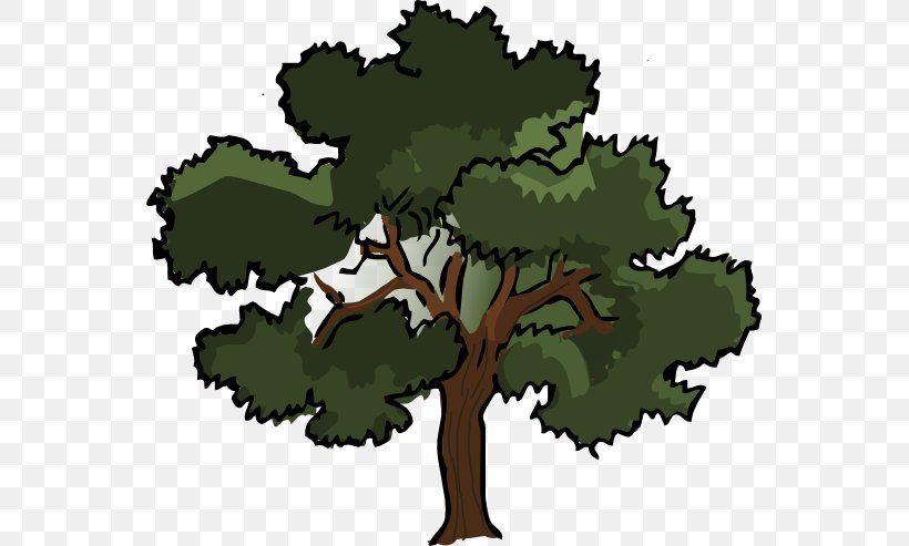 Southern Live Oak Tree Clip Art, PNG, 555x493px, Southern Live Oak, Acorn, Cartoon, Drawing, Flowering Plant Download Free