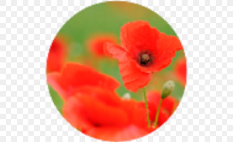 Common Poppy Paper Notebook A4, PNG, 500x500px, Poppy, Common Poppy, Coquelicot, Drawing, Flower Download Free