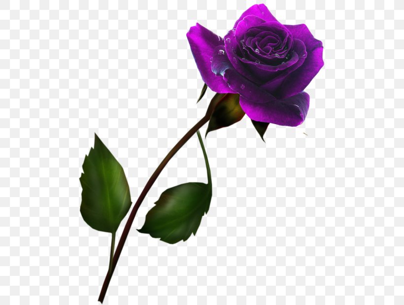 Garden Roses Cabbage Rose Blue Rose Cut Flowers, PNG, 500x619px, Garden Roses, Black, Blue, Blue Rose, Bud Download Free