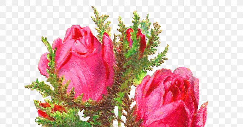 Garden Roses Scrapbooking Paper Pink, PNG, 906x475px, Garden Roses, Cut Flowers, Digital Scrapbooking, Floral Design, Floristry Download Free