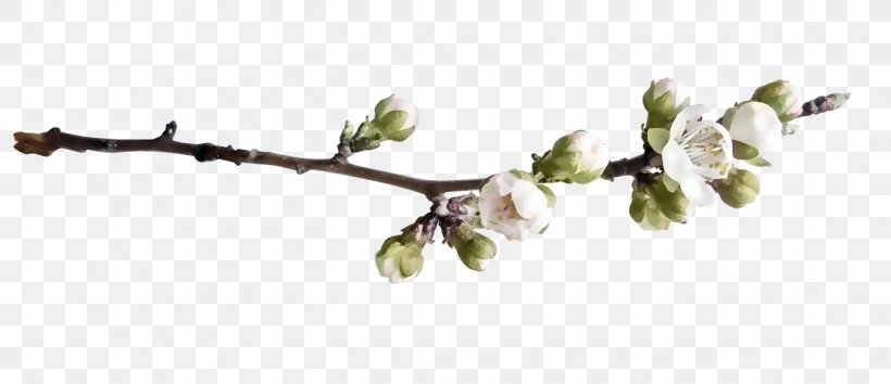 Twig Peach Branch, PNG, 1348x582px, Twig, Body Jewelry, Branch, Designer, Drawing Download Free
