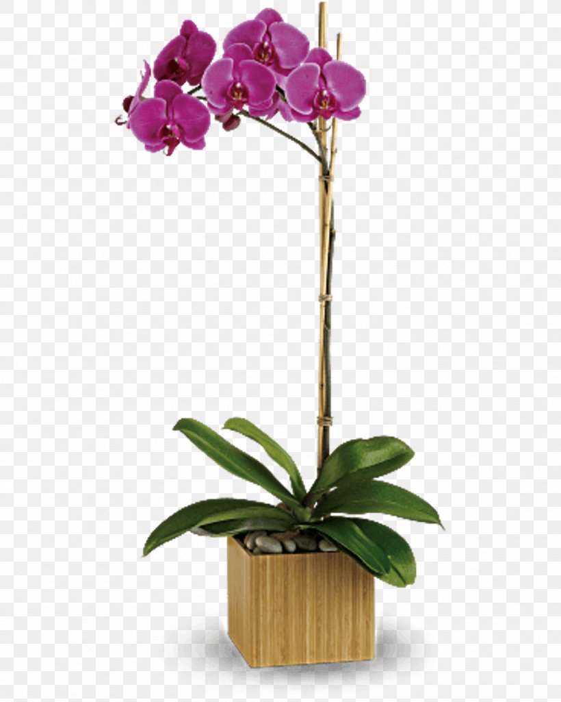 Moth Orchids Flower Floristry Teleflora, PNG, 950x1188px, Orchids, Artificial Flower, Cattleya, Cut Flowers, Flora Download Free