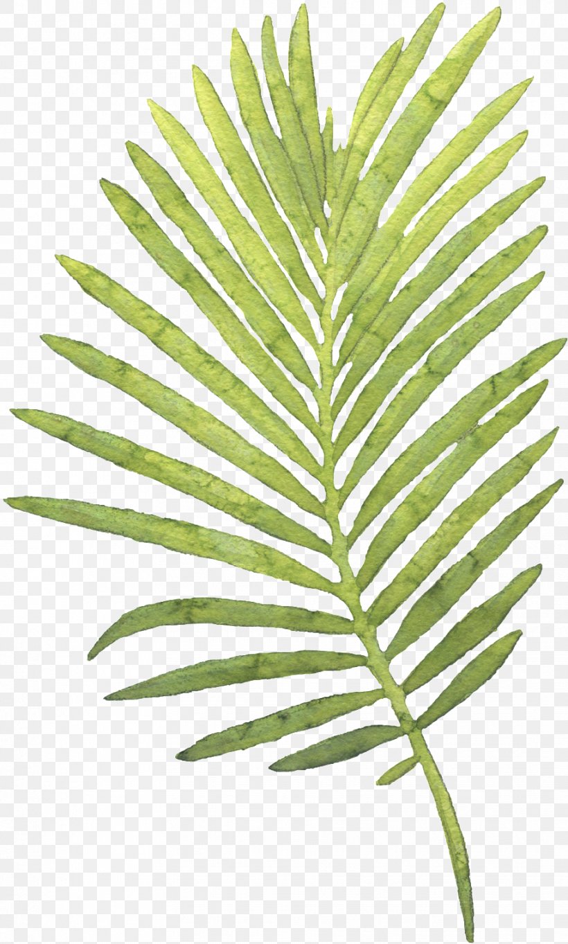 Palm Trees Watercolor Painting Leaf, PNG, 914x1520px, Palm Trees, Arecales, Art, Botany, Coconut Download Free