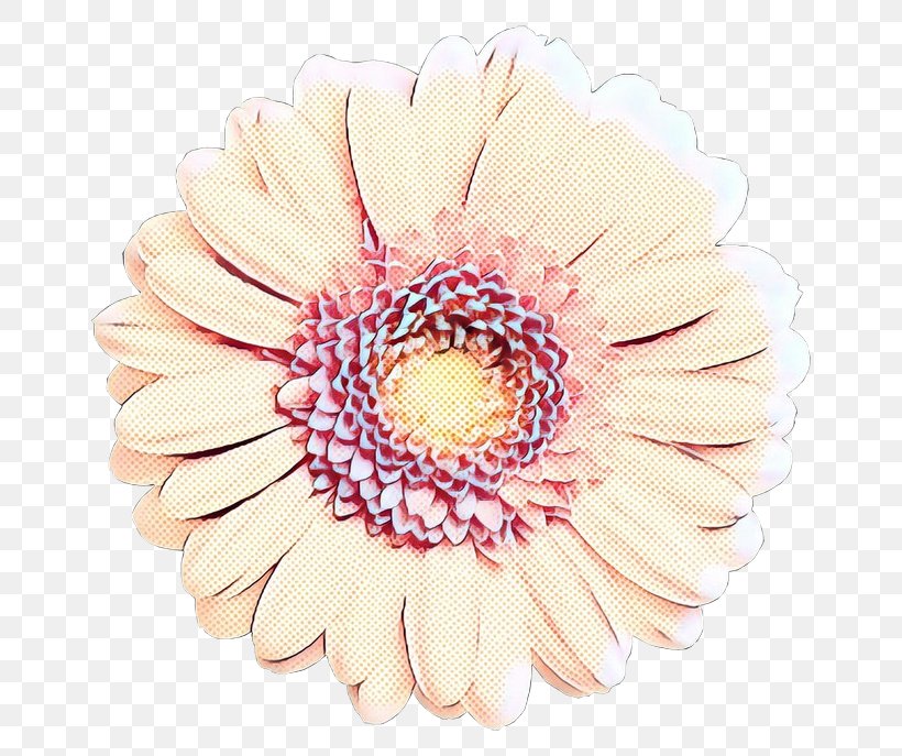 Transvaal Daisy Cut Flowers Chrysanthemum, PNG, 700x687px, Transvaal Daisy, Asterales, Barberton Daisy, Chrysanthemum, Cut Flowers Download Free