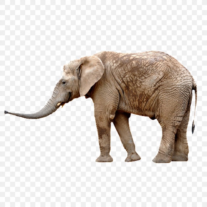 African Elephant Asian Elephant Stock Photography Stock.xchng, PNG, 1024x1024px, African Elephant, Asian Elephant, Circus, Elephant, Elephants And Mammoths Download Free