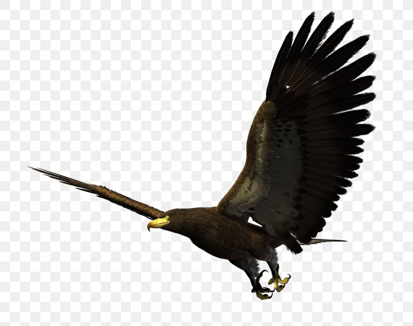 Bald Eagle Bird Golden Eagle, PNG, 800x648px, Bald Eagle, Accipitridae, Accipitriformes, Beak, Bird Download Free