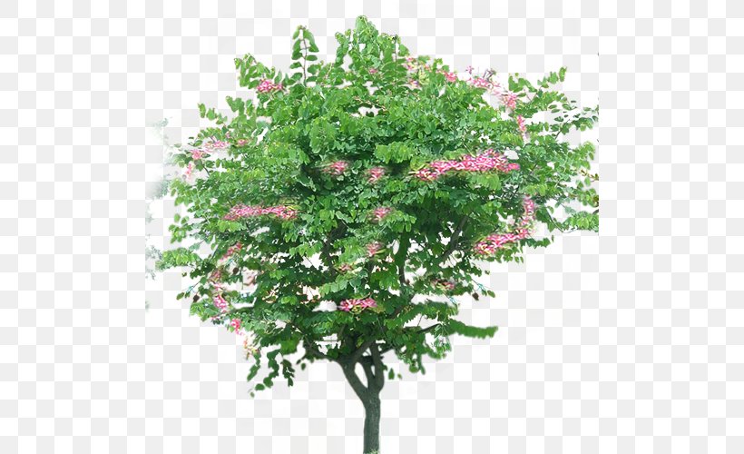 Bauhinia Xd7 Blakeana Tree Clip Art, PNG, 500x500px, Bauhinia Xd7 Blakeana, Bauhinia, Branch, Digital Image, Evergreen Download Free