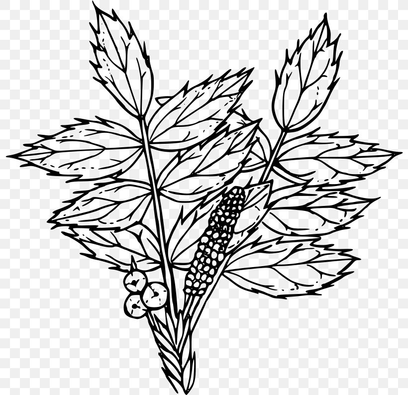 Drawing Oregon Grape Line Art Clip Art, PNG, 800x794px, Drawing, Art, Artwork, Black And White, Branch Download Free